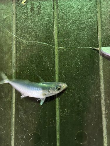 タコの釣果