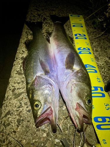 シーバスの釣果