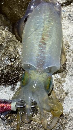 アオリイカの釣果