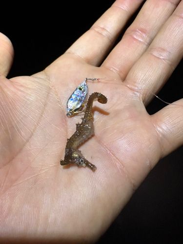 タツノオトシゴの釣果