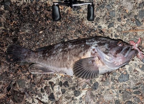 ソイの釣果