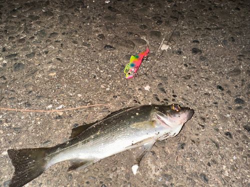セイゴ（マルスズキ）の釣果