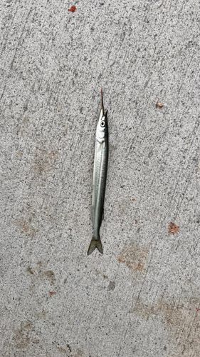 サヨリの釣果