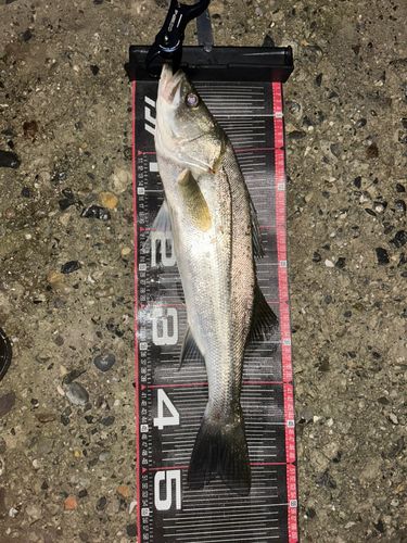 フッコ（マルスズキ）の釣果