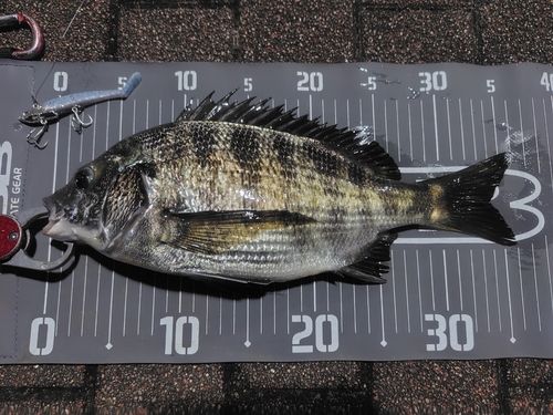 クロダイの釣果