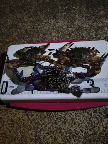 ワタリガニの釣果