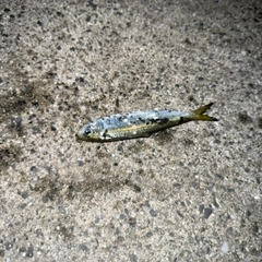 サッパの釣果