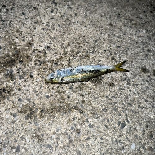 サッパの釣果