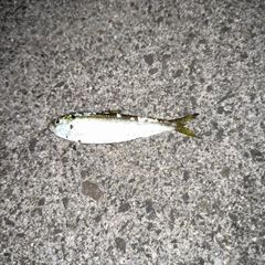 サッパの釣果