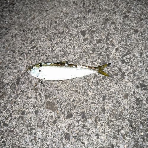 サッパの釣果
