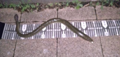 ウナギの釣果