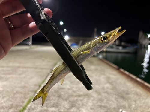 カマスの釣果