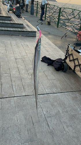 タチウオの釣果