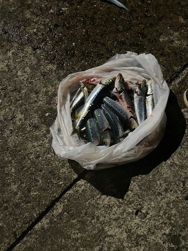 マイワシの釣果