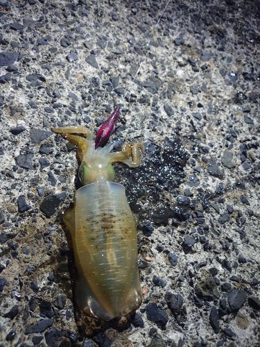アオリイカの釣果