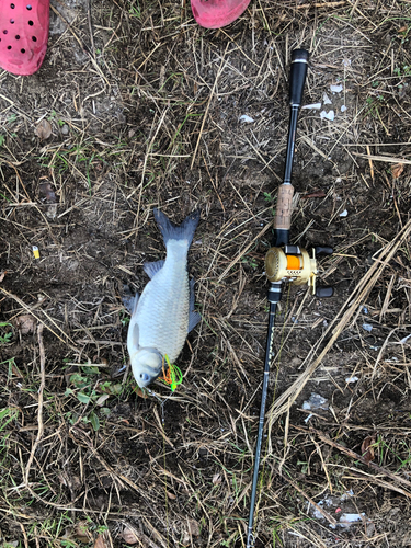 フナの釣果