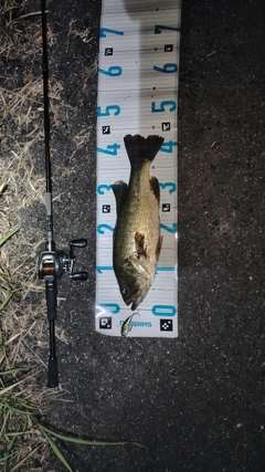 ラージマウスバスの釣果