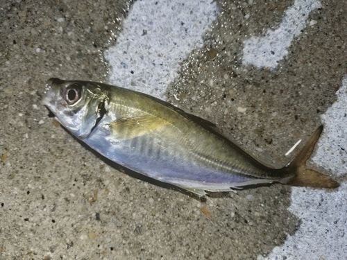 マアジの釣果