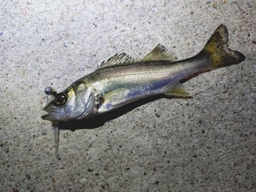 セイゴ（マルスズキ）の釣果