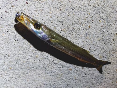 カマスの釣果
