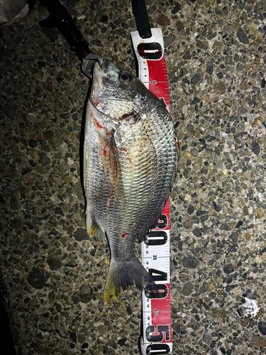 キビレの釣果