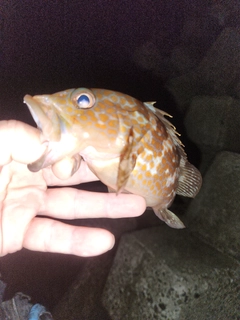 アコウの釣果
