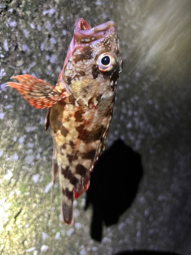 カサゴの釣果