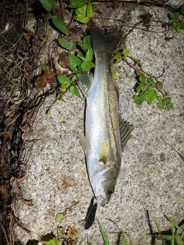 シーバスの釣果