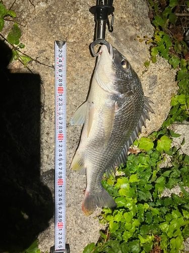 キビレの釣果