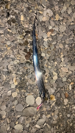 タチウオの釣果