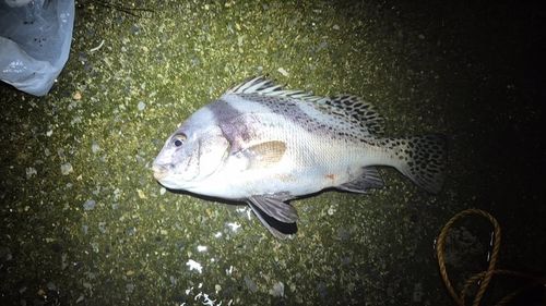 コショウダイの釣果