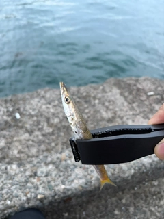 カマスの釣果