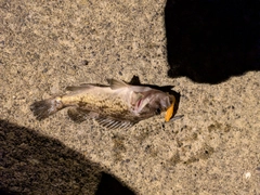 クロソイの釣果