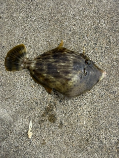カワハギの釣果