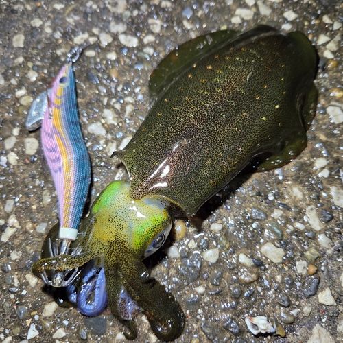 アオリイカの釣果