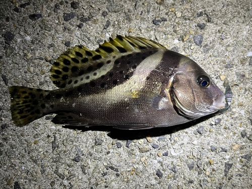 コショウダイの釣果
