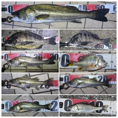 フッコ（マルスズキ）の釣果