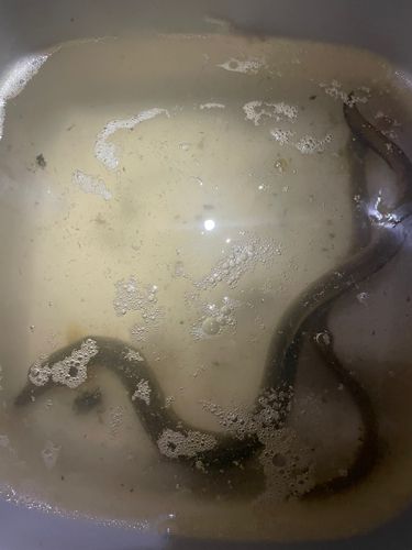 ウナギの釣果