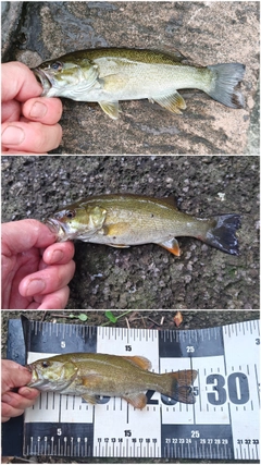 スモールマウスバスの釣果