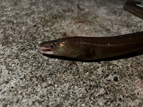 アナゴの釣果