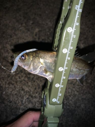 セイゴ（マルスズキ）の釣果