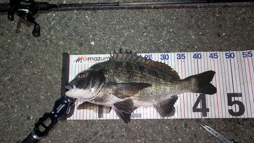 チヌの釣果