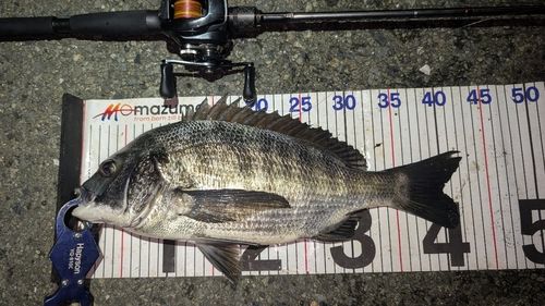 チヌの釣果