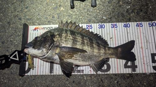 チヌの釣果