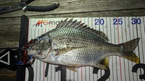 キビレの釣果