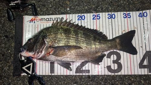 チヌの釣果