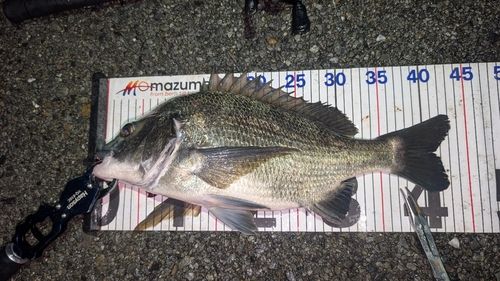 チヌの釣果
