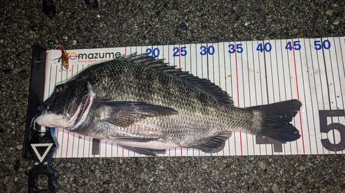 チヌの釣果