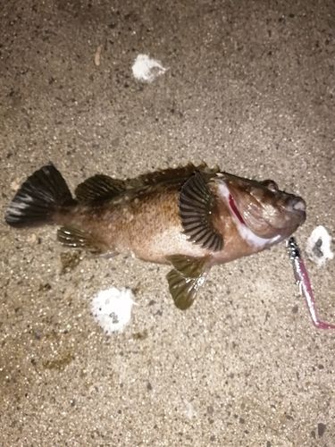 ソイの釣果
