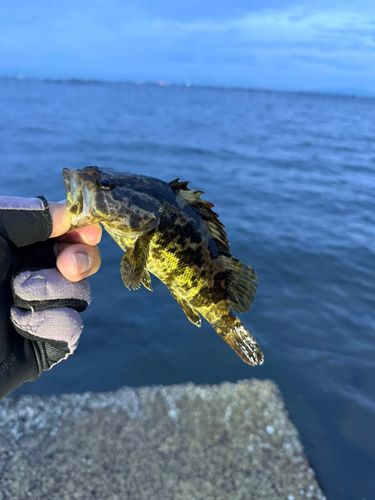 タケノコメバルの釣果
